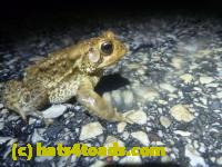 /home//u458753944/public_html/sourcegallery//Roxborough Toad Detour/2014/2014-04-07/P1140910.JPG